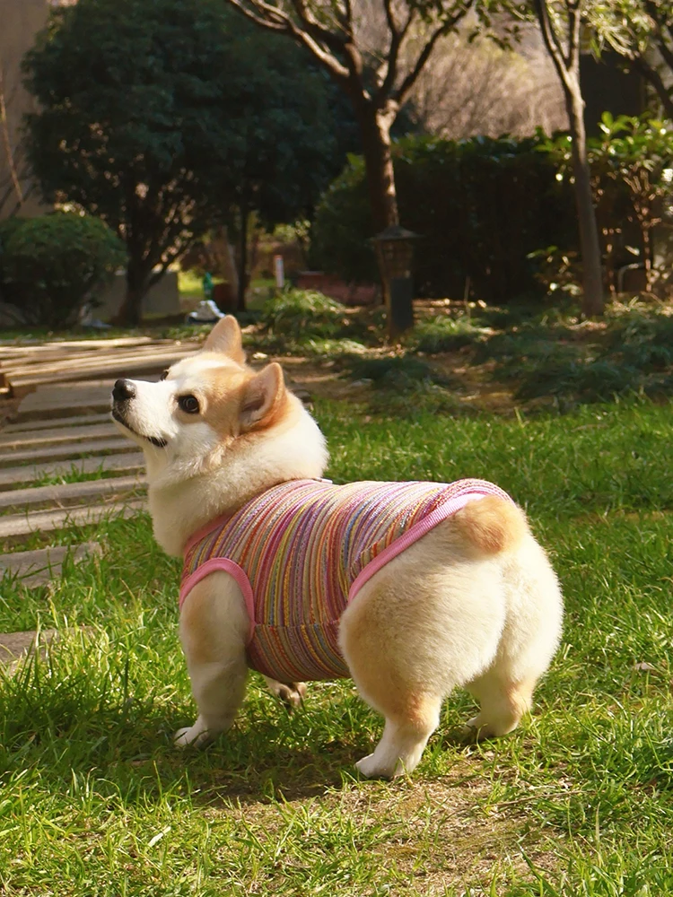 犬用衣服【春夏向け・抜け毛防止・紫外線対策・汚れ防止】の実用性と適応シーン