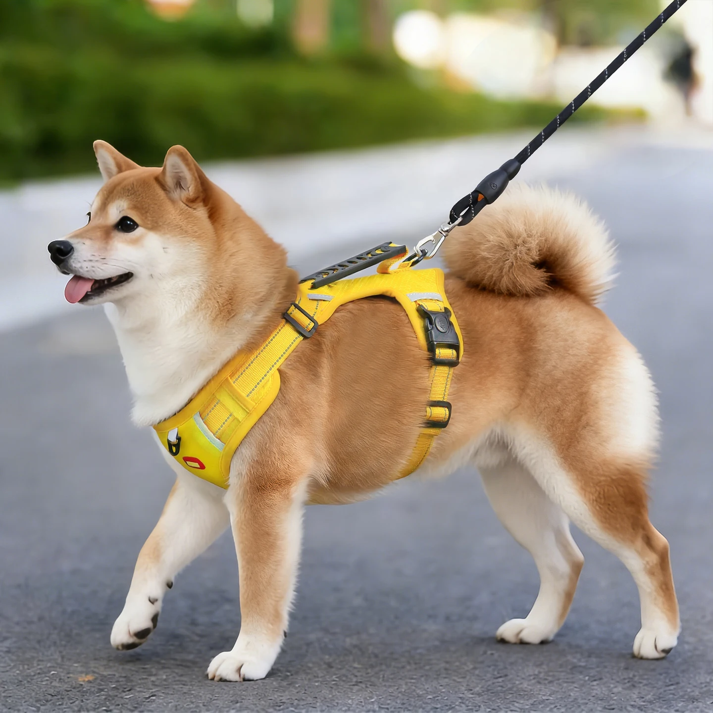 地震時に犬が安全に外に出られるようにする、本当の「防災リード」は？