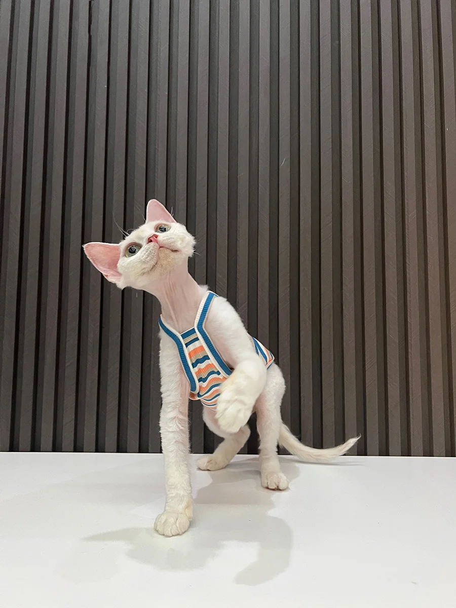 スフィンクスの肌に優しい、純綿のキャットウェアは本当に必要なのか？