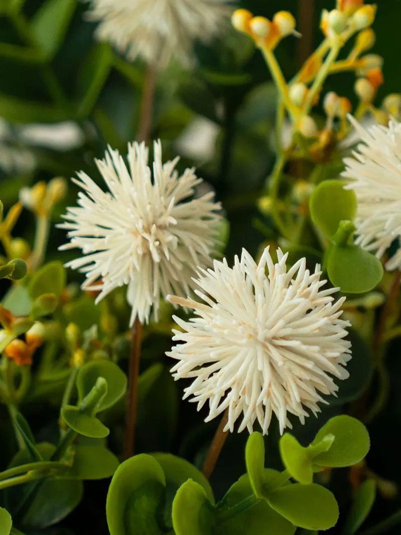 モンステラ ひょろひょろ：リアルな観葉植物としてのインテリア適用と育成ガイド