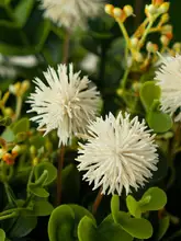 リアルな観葉植物・モンステラ風の造花【おしゃれなリビング・ダイニング用・インテリア装飾】