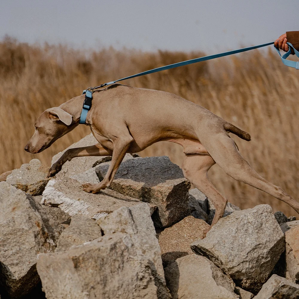 犬のお散歩グッズをコスパ良く揃える方法 - 防水加工とエンボスデザインの機能性