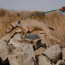 防水加工の大型犬用リード付きカラー【エンボスデザイン・耐久性あり】