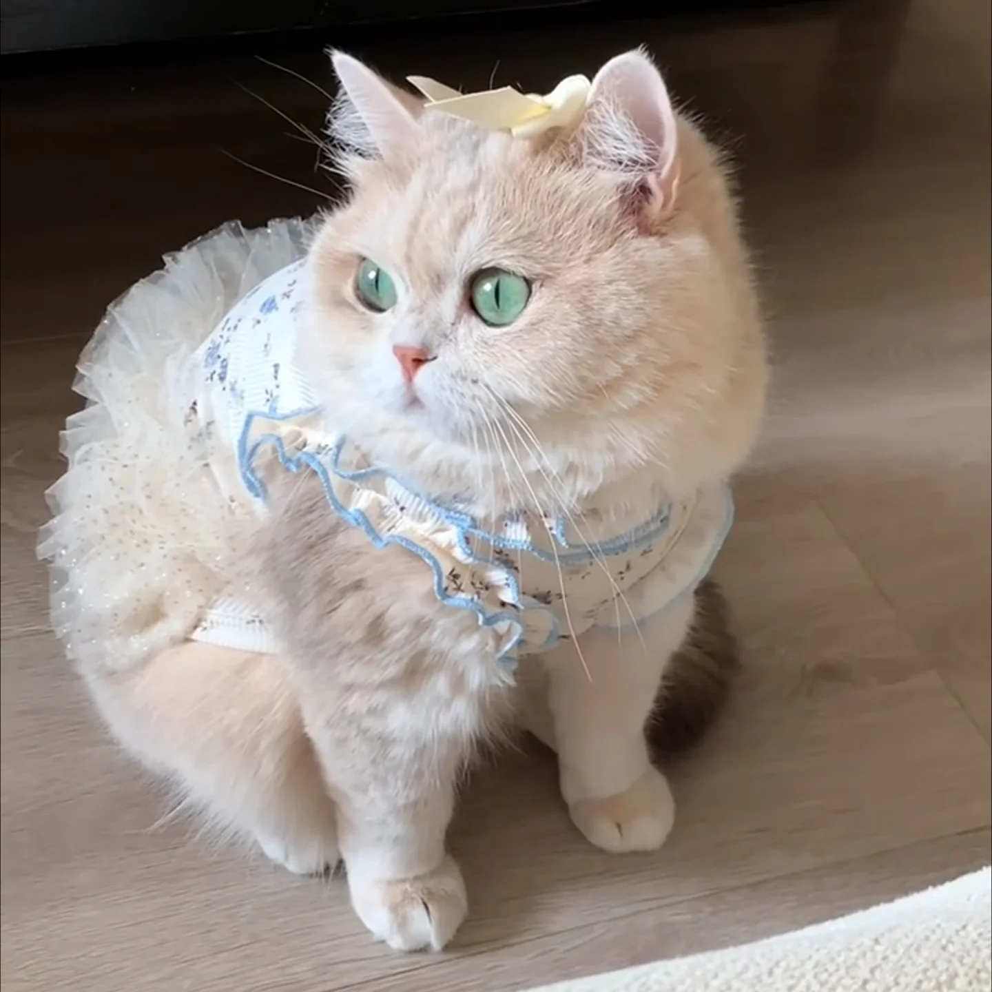 猫用の服を選ぶときに迷うのは、本当に「猫T」なのか？