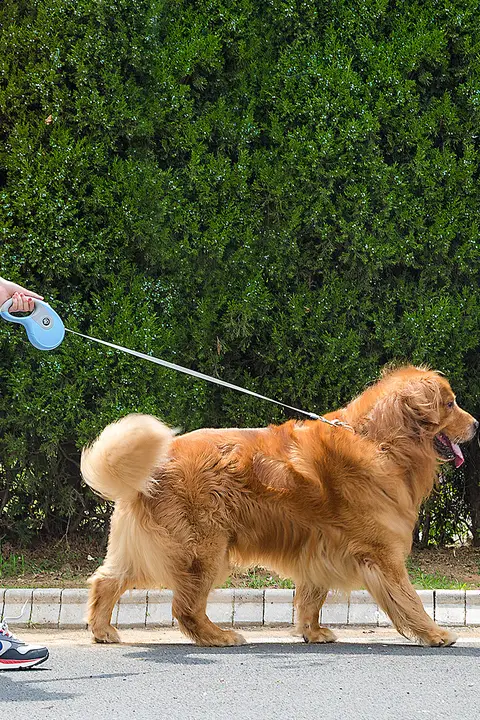 アイリス 犬用 ペット用ハーネス【大型犬対応・テディ用・リード付き】