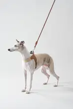 犬用軽量ハーネス【首に優しい・脱走防止・お散歩用】