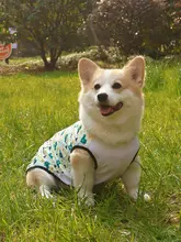 春夏用 薄手防虫＆防汚ペット用ベスト【柴犬・コーギー対応】