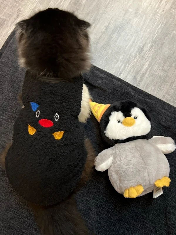 猫レディースとは？その本質と、冬の日常にどう取り入れるか