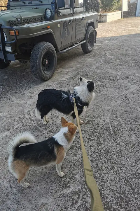 大型犬用コットン製リード【金毛犬・ドイツ牧羊犬対応・長めのデザイン】