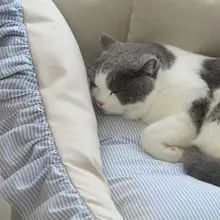 超大型 ペット 猫ベッド 犬ベッド 中小型犬 通年使用 洗える フリル付き 深い睡眠