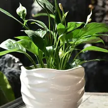 中型陶製鉢【トレー付き・多肉植物用】