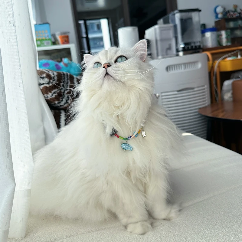 ペットネックレスをどう選ぶ？猫や犬にかける「陶器ビーズ」の魅力と選び方を徹底解説