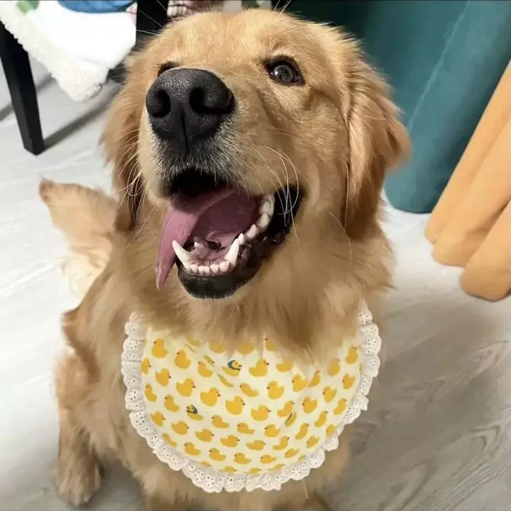 大型犬用 ペットスカーフ【サモエド・ゴールデン・ハスキー対応・口周りのよだれ対策】