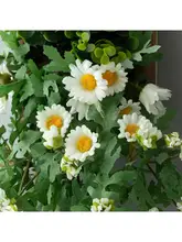 おしゃれなフェイクグリーン 壁面装飾用 小さなデイジー【室内用・リビングや寝室に最適】