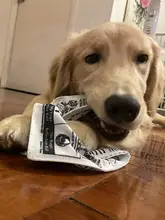 犬のおもちゃ 耐噛性 テディ コーギー ビション 自嗨 エネルギー消費 音声付き 騙し紙