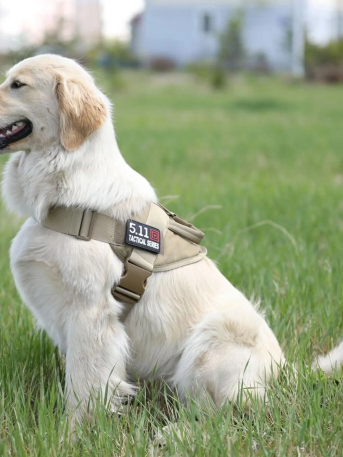 犬のお散歩グッズをコスパ良く揃える方法｜胸部サポート付きハーネスリードの実測ガイド