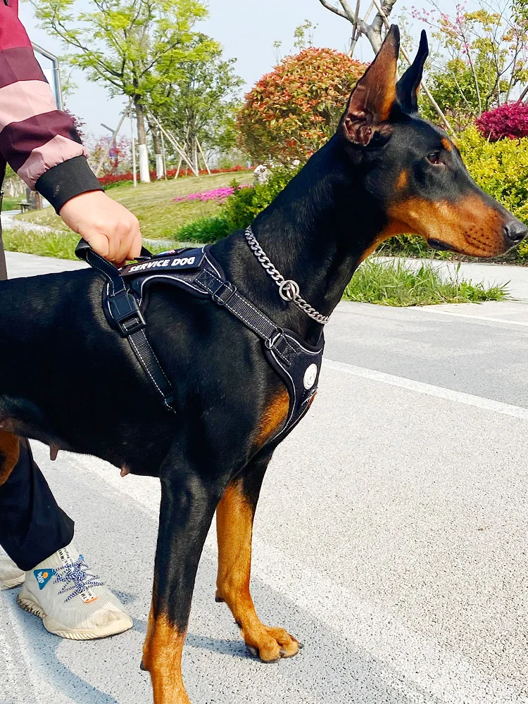 犬のお散歩グッズをコスパ良く揃える方法｜実測で90%コスト削減の秘訣