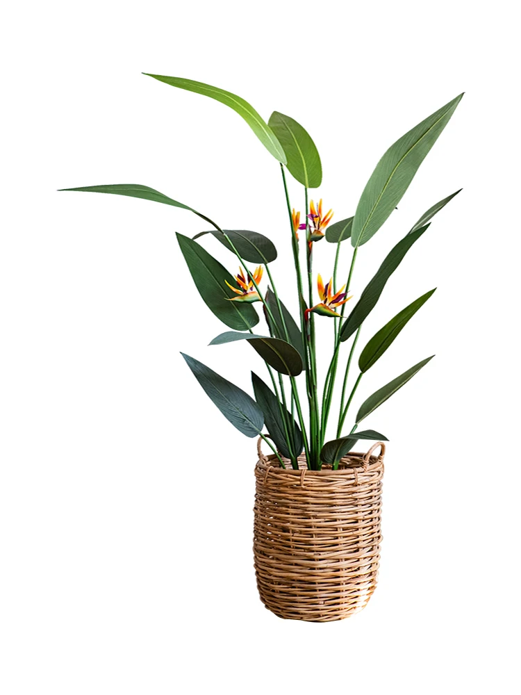 大型パラダイスバード グリーン植物 ポット ワンルーム向けインテリア