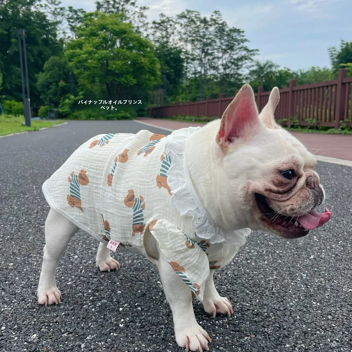 子供と暮らすとき、ペットの服はどんなものにしよう？