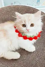 手作り編み首輪 猫 犬 可愛い 装飾 ニット