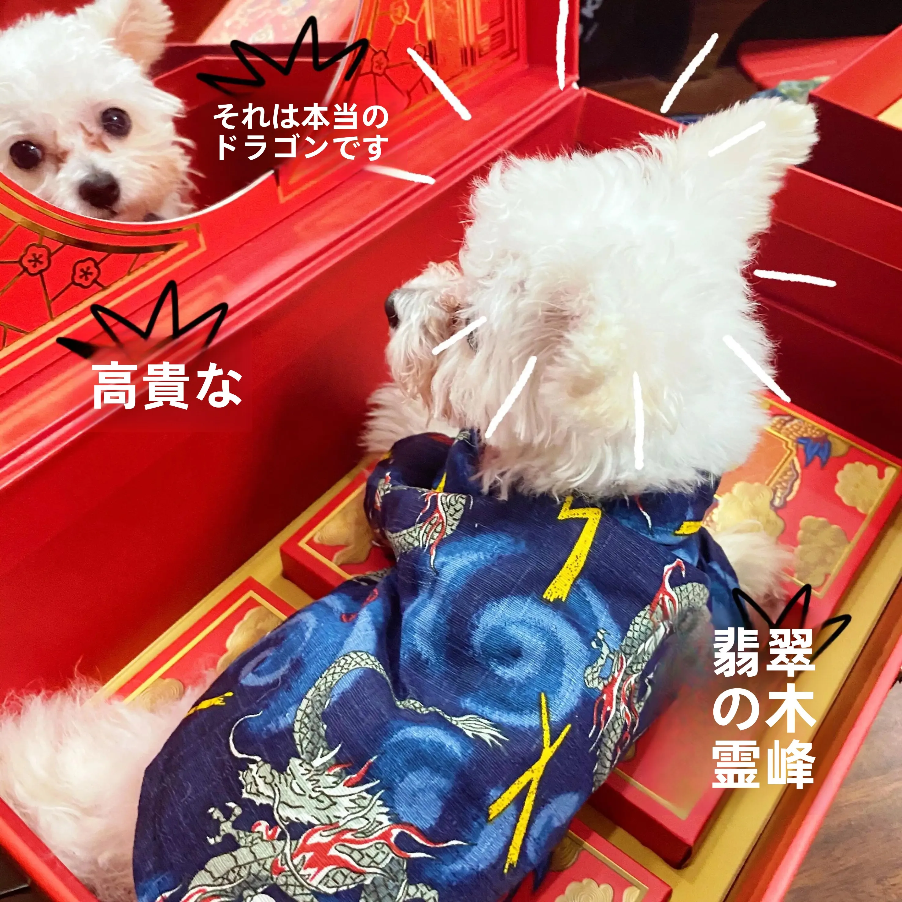 ペット用唐装：中国新年スタイルのおしゃれな犬服で季節の装いを実現