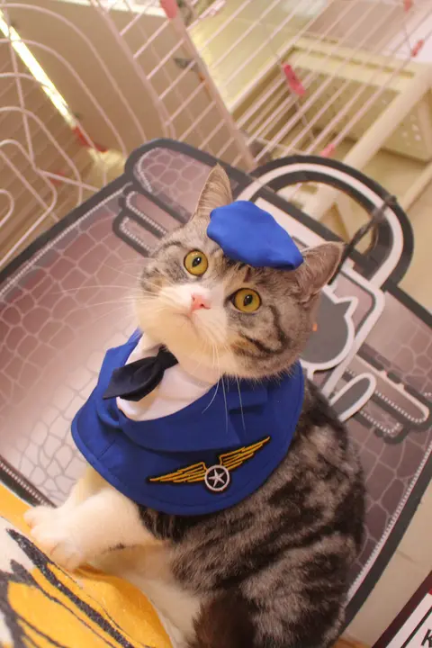 可愛いパイロット制服のペット用服【首巻きデザイン・猫と犬用・飛行機のコスチューム】