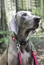 GiGwi 犬用リード【小型・中型・大型犬対応・金毛・テディベア犬用】
