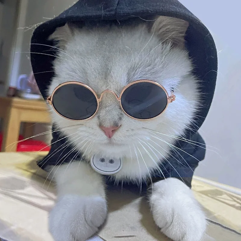 猫飼いが買ってよかったもの・悪かったもの正直に言う｜サングラスでストレスを軽減する完全ガイド