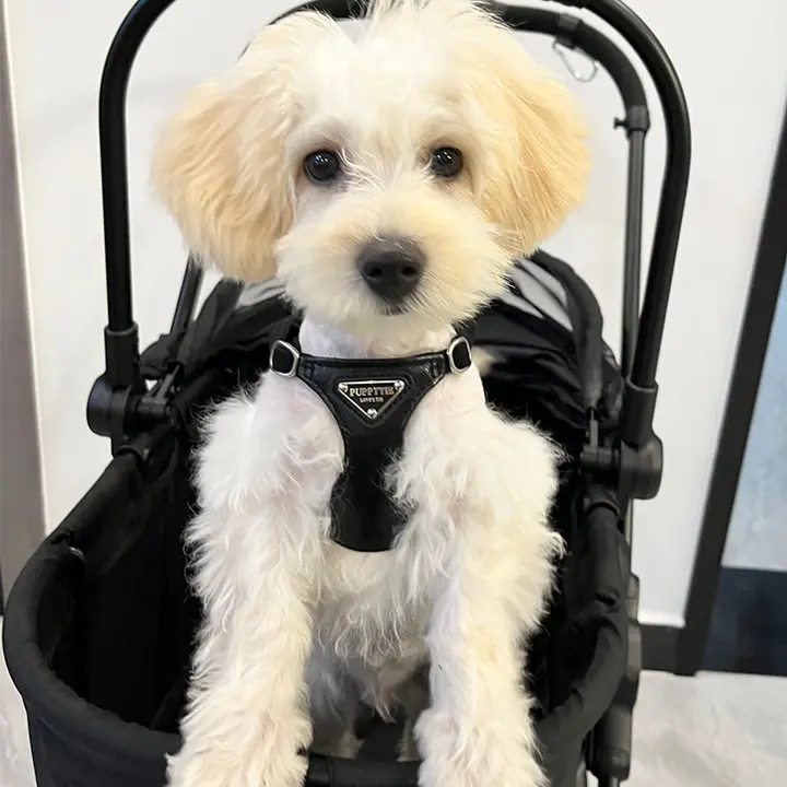 ペット用 ハーネスリード【調整可能・小型犬用・可愛いテディベアデザイン】