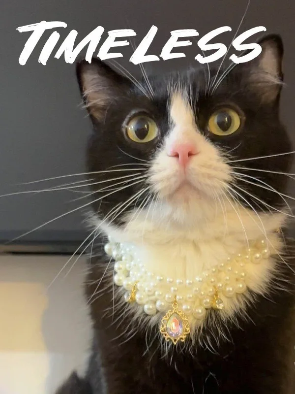 猫のクライミングフレームやファッションアイテムを上手に活用するには？厳選5選