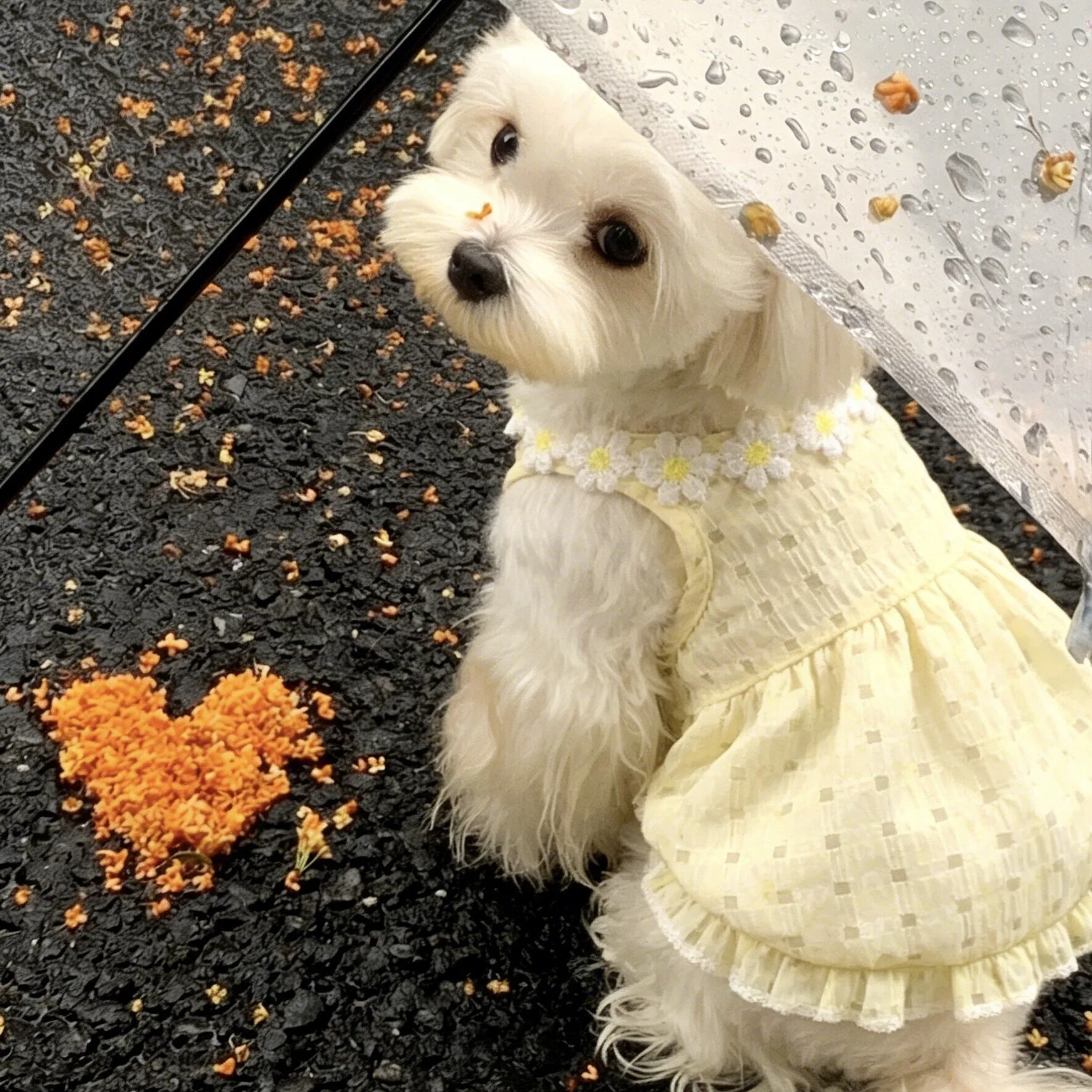 ミニワンとは何か：犬用サマーワンピースの実用性と使用シーンの解説