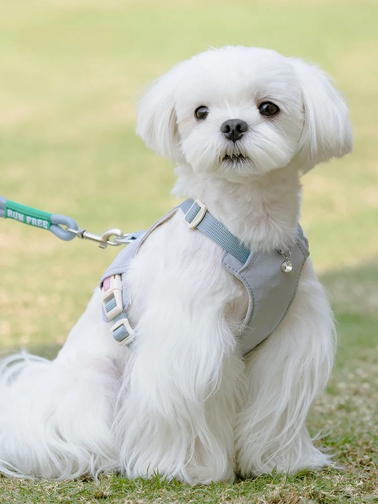 犬のお散歩グッズをコスパ良く揃える方法｜胸部ハーネス付きリードの実測ガイド