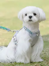 小型犬用 胸部ハーネス付きリード【ミニチュア犬用・テディベア・マルチーズ・ビションフリーゼ対応】