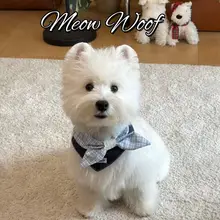 可愛い犬用よだれかけ【リボン付き・小型犬・猫用】