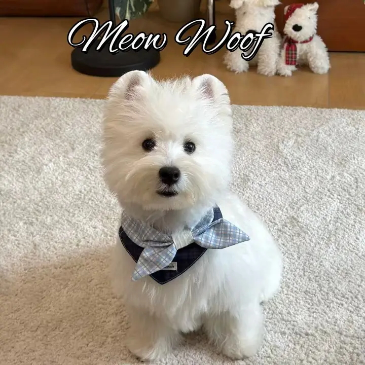 可愛い犬用よだれかけ【リボン付き・小型犬・猫用】