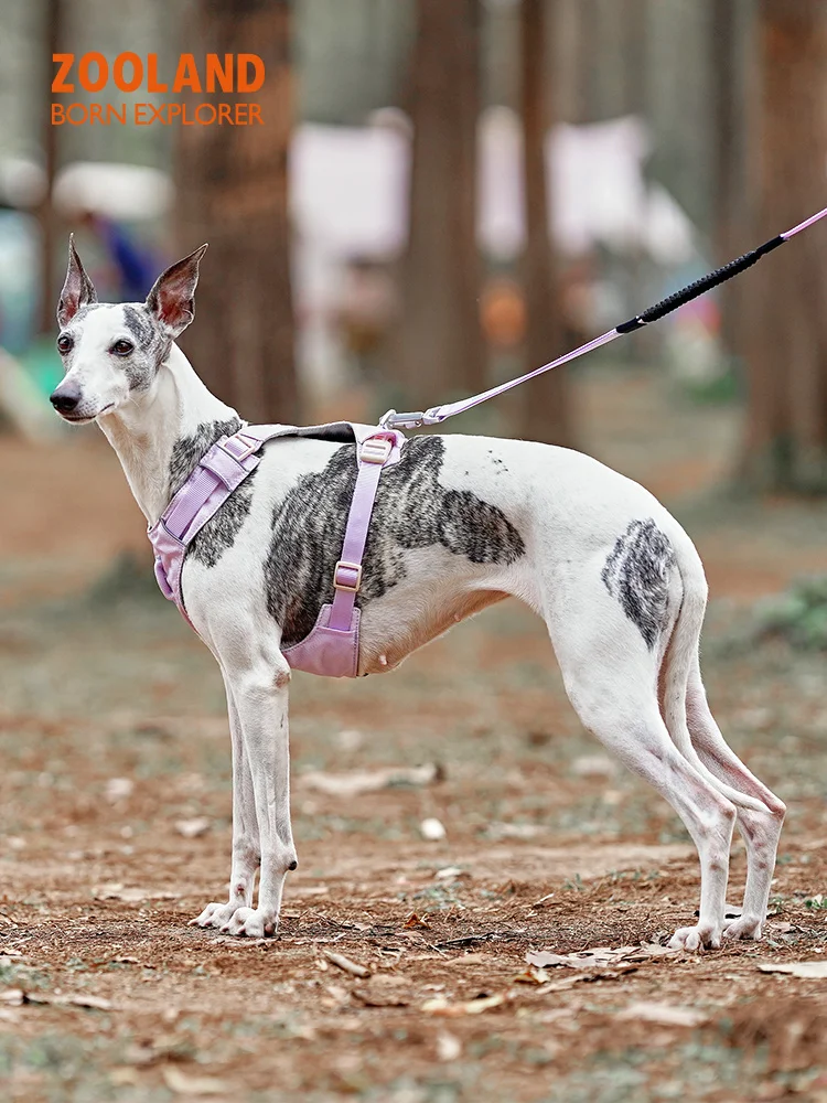 犬のお散歩グッズをコスパ良く揃える方法｜見た目・機能のバランスを徹底解説