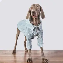 大型犬用デニムジャケット【春秋用・防毛機能・ゴールデンレトリバーやラブラドール対応】（セットアップ対応）