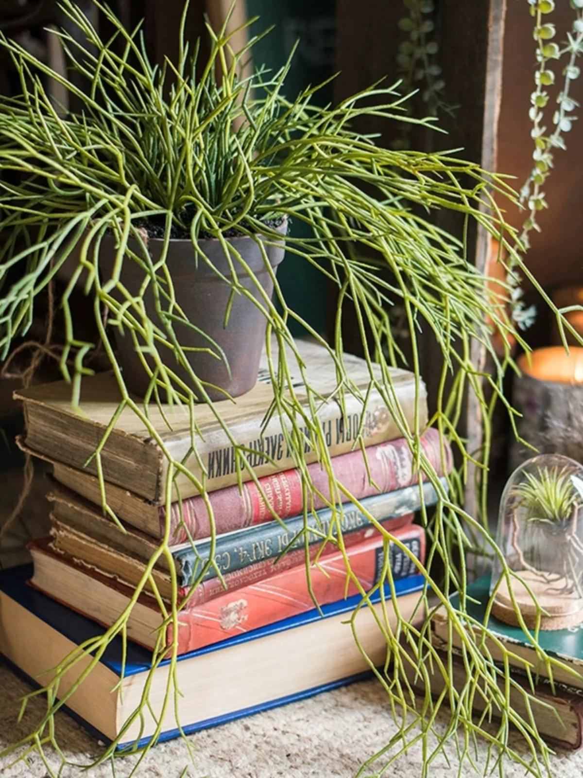 世話が苦手な人でも育てやすい観葉植物は、これだ！
