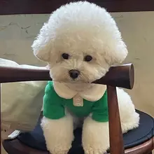 秋季 子犬服 小型犬 材料/工芸/スタイル/仕様 小型犬に最適