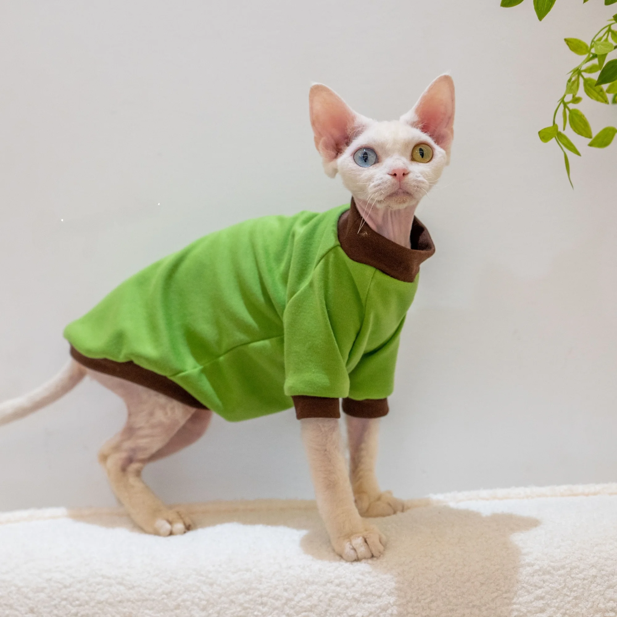 GINGERAIN コットン製デヴォンレックス猫用Tシャツ：一人暮らしに最適な夏用保温着用法とサイズガイド