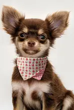 ペット用カラー【ダブルフェイス・口水巾付き・ピンク・犬猫共用】