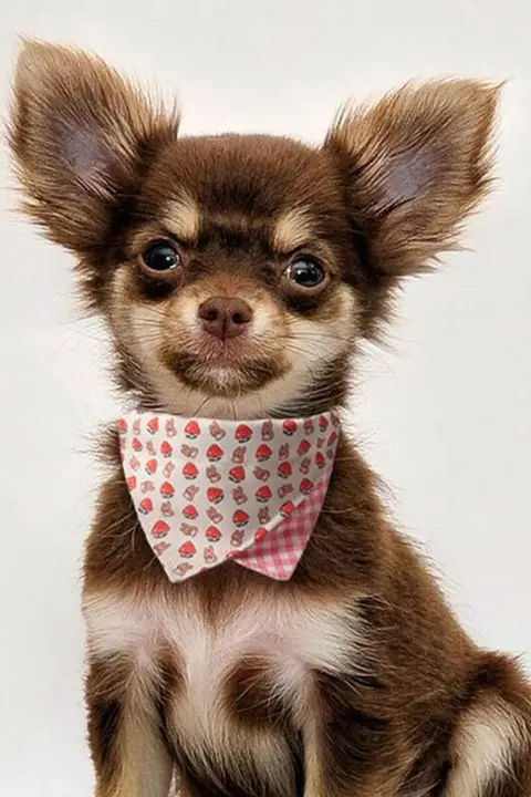 ペット用カラー【ダブルフェイス・口水巾付き・ピンク・犬猫共用】
