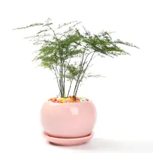 ミニ可愛い陶器の多肉植物用鉢【純白・ピンク・丸形・通気性あり】