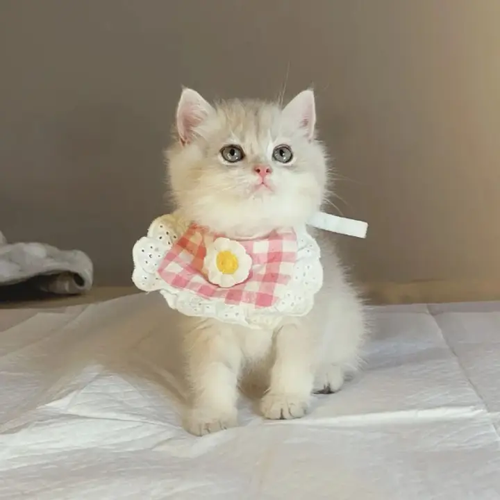 猫用首輪【食事用エプロン・水分吸収・グラデーションデザイン】